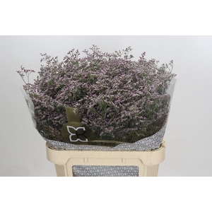 Limonium Safora Oshi Pink