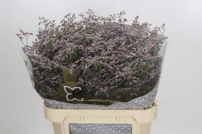 Limonium ov Safora Oshi Pink