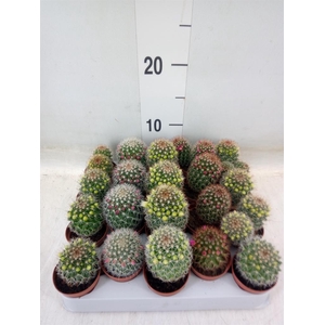 Cactus   ...flowering mix