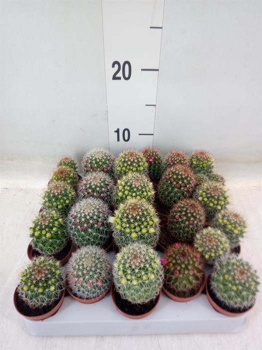 <h4>Cactus   ...flowering mix</h4>