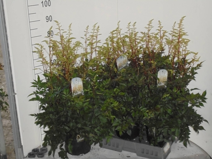 <h4>ASTILB A DIAMANT</h4>