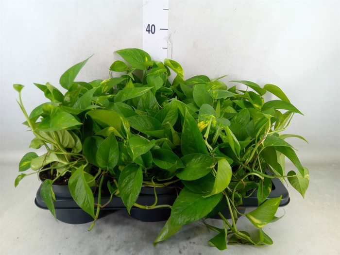 <h4>Scindapsus   ...</h4>