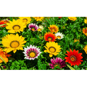 Gazania gemengd
