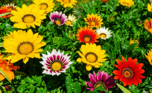 <h4>Gazania gemengd</h4>