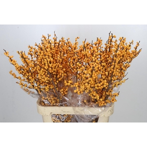 Ilex Julia
