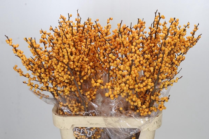 <h4>Ilex Julia</h4>
