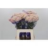 Ozothamnus Cooks Pink