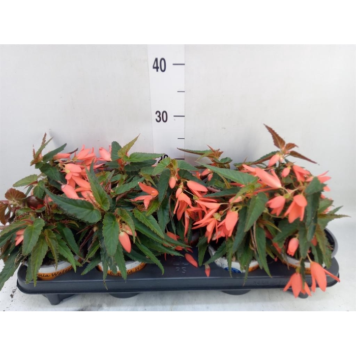 <h4>Begonia boliv. 'Angel Orange'</h4>