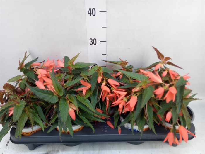 <h4>Begonia boliv. 'Angel Orange'</h4>