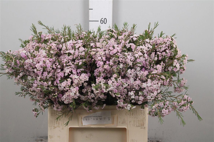 <h4>Chame Un Danc Queen</h4>