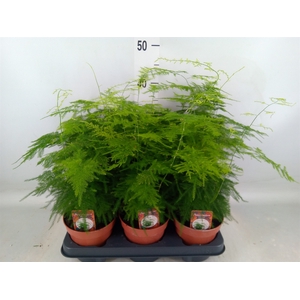 Asparagus setaceus