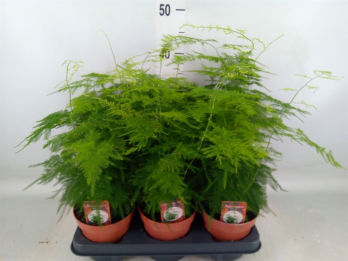 <h4>Asparagus setaceus</h4>