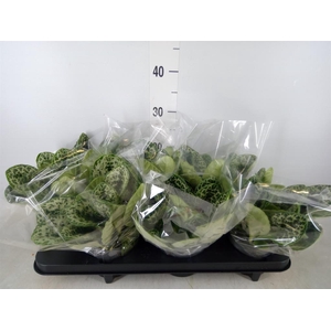 Primulina dryas 'Pretty Turtle'