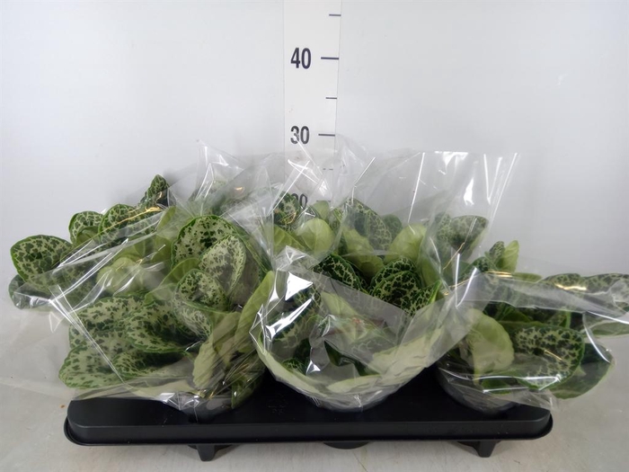 <h4>Primulina dryas 'Pretty Turtle'</h4>