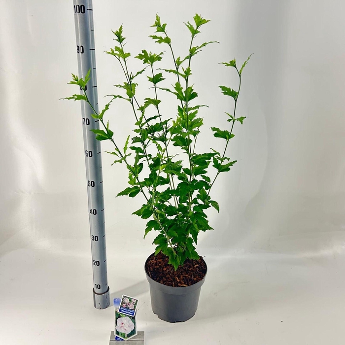 <h4>Hibiscus syriacus</h4>