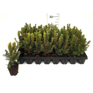 PICEA GL CONICA