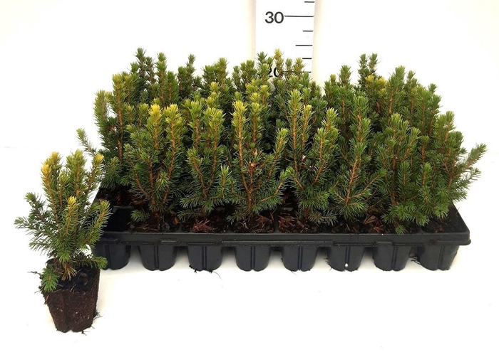 <h4>PICEA GL CONICA</h4>