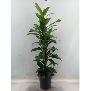 Ficus cyathistipula