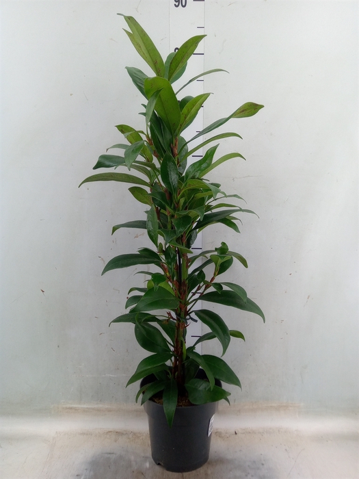 <h4>Ficus cyathistipula</h4>