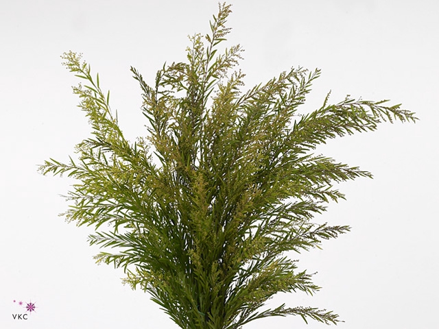 Acacia Bl Cl Lune Bs