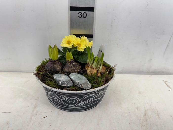 <h4>ARR PL IN SCHAAL</h4>