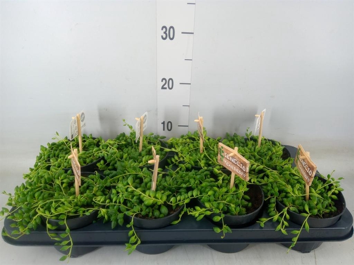 <h4>Senecio herreianus</h4>