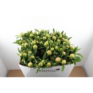 Paeo L Pink Hawaiian Coral