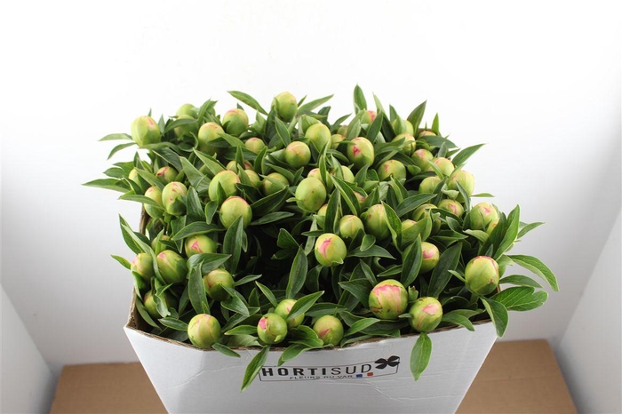 <h4>Paeo L Pink Hawaiian Coral</h4>