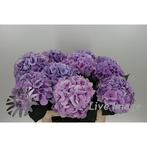 Hydrangea royal benefit