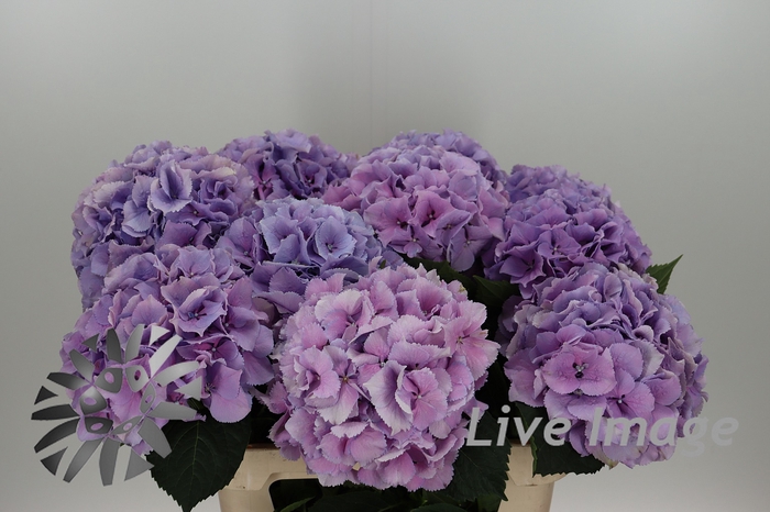 <h4>Hydrangea royal benefit</h4>