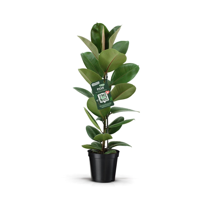 <h4>Ficus elastica 'Robusta'</h4>