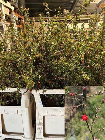 <h4>Chaenomeles Rosa</h4>
