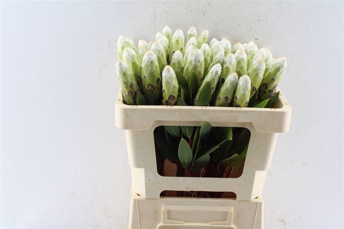 <h4>PROTEA MUNDII</h4>