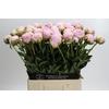 Paeonia Pillow Talk