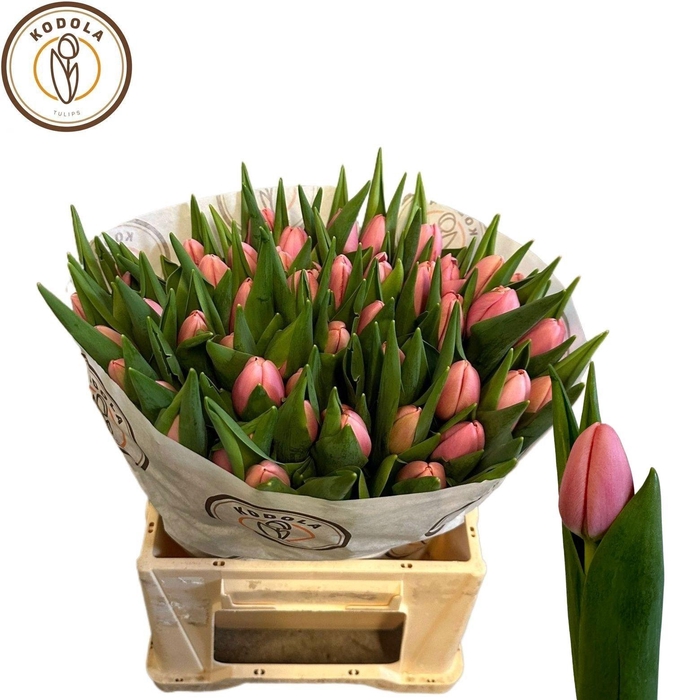 <h4>TU EN TRESOR</h4>