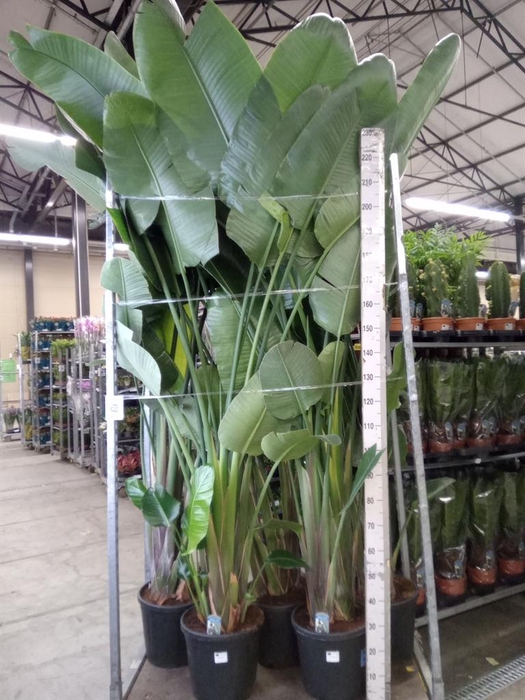 <h4>Strelitzia nicolai</h4>