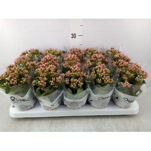 Kalanchoe  'Claraq2'