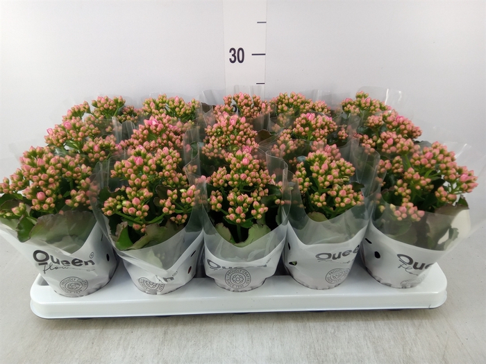 <h4>Kalanchoe  'Claraq2'</h4>