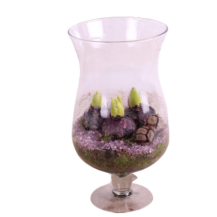 <h4>Bulbs Winter Arr. Hyacint Glass Cognac Glass Ø17cm 3PP</h4>