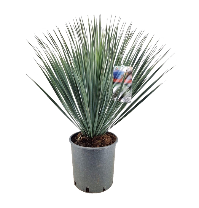 <h4>Yucca rostrata</h4>