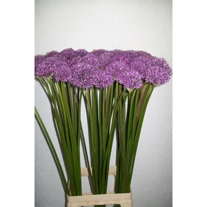 ALLIUM GLADIATOR