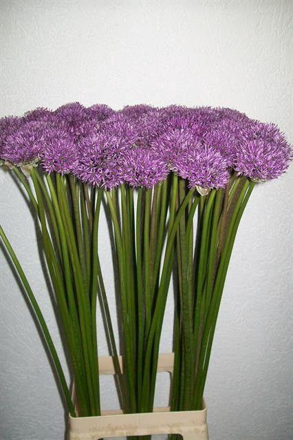<h4>ALLIUM GLADIATOR</h4>