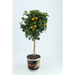 Lantana op Stam