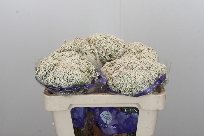 Ozothamnus Cooks Snow White