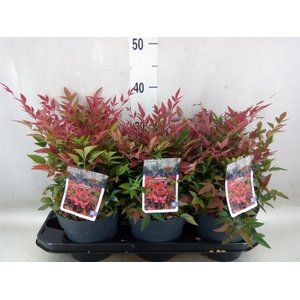 Nandina domestica 'Obsessed'