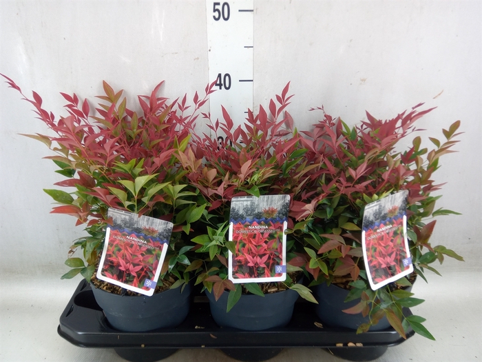 <h4>Nandina domestica 'Obsessed'</h4>