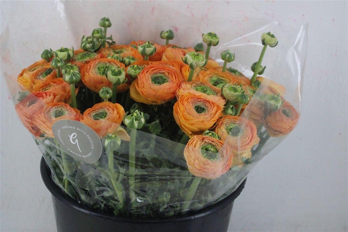 <h4>Ran Cloni Sup Honey</h4>