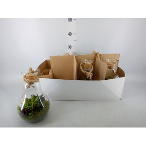 Arr.   Kamerplant Groen H%