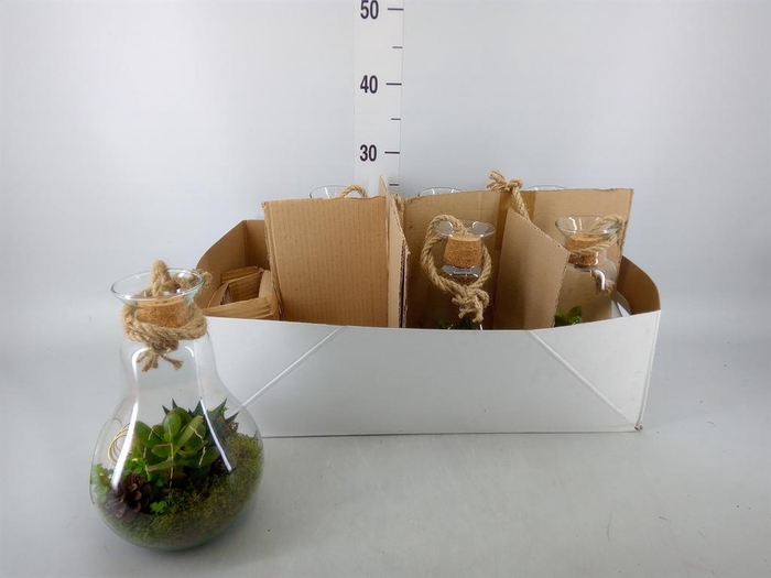 <h4>Arr.   Kamerplant Groen H%</h4>