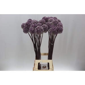 Allium Summer Drummer